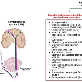 Biomolecules Increased In The CNS After Peripheral Facial Nerve Injury