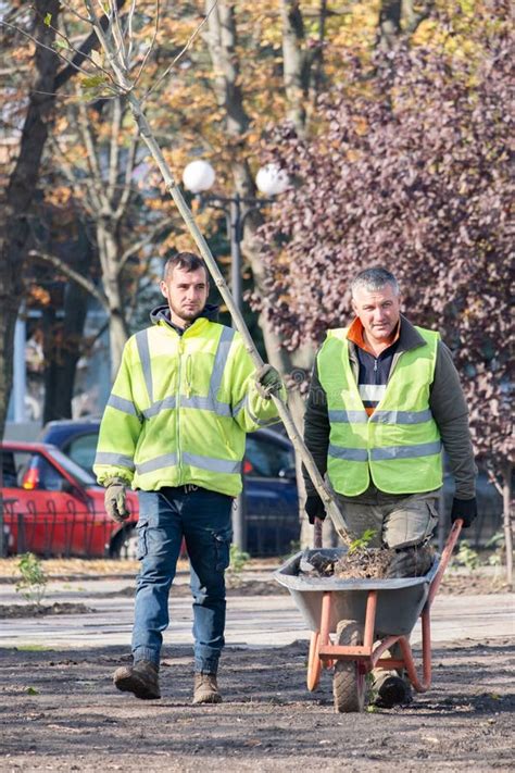 Jardineros Machos Transportando Un árbol Joven a Un Lugar De Plantación