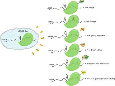 Applications Of Programmable RNA Manipulation With CRISPRCas System In