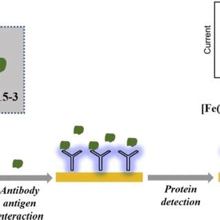 Scheme Schematic Representation Showing The Different Steps Involved