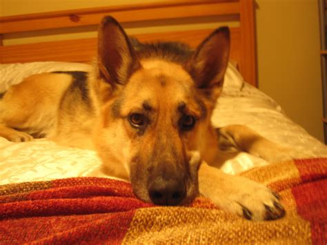 Nala Chillin On My Bed German Shepherds Photo 10683833 Fanpop