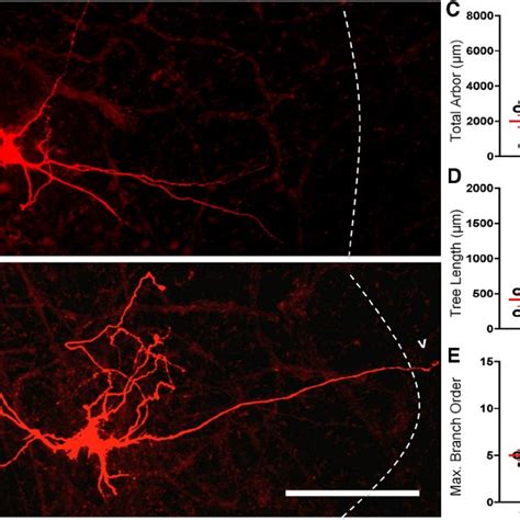 Increased Length And Complexity Of Dendritic Arbor In Xii Mns From