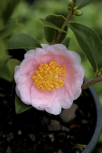 Buy The Best Cold Hardy Camellia Plants That Will Grow In Usda Zone 6