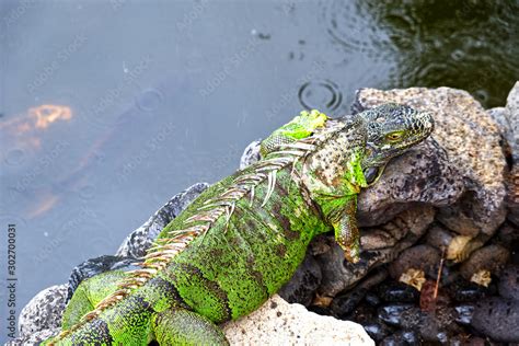 Foto De Eine Echse Im Regen Direkt An Einem Wasserlauf Auf Einen Stein