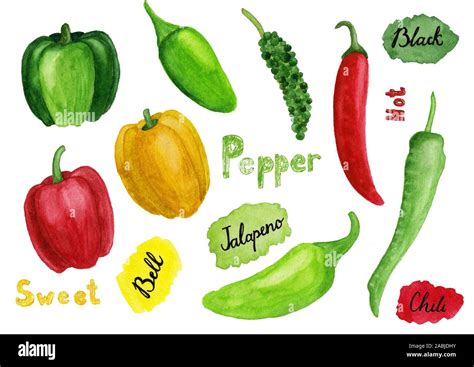 Conjunto de pimientos acuarela dibujada a mano Ilustración de jalapeño