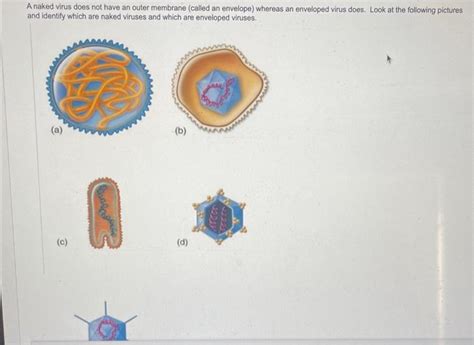 A Naked Virus Does Not Have An Outer Membrane Called Chegg