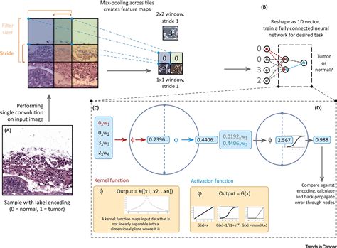 Rise Of The Machines Advances In Deep Learning For Cancer Diagnosis