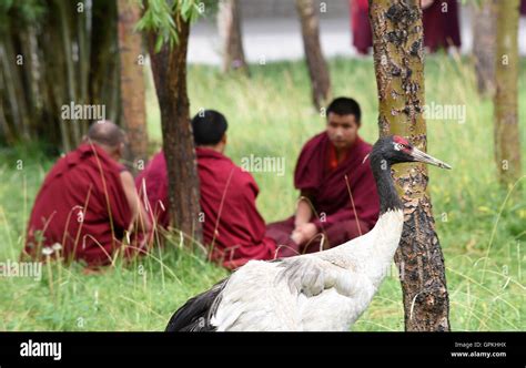 Xigaze China S Tibet Autonomous Region Th Sep A Black Necked