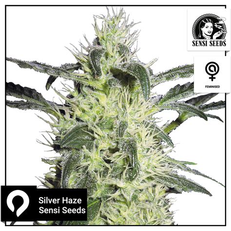 Silver Haze Sensi Seeds Feminised Seeds Kazam Seeds