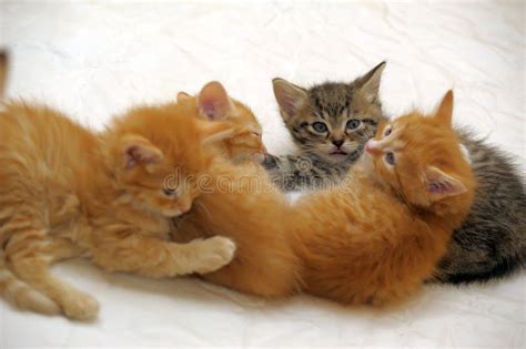 Four Cute Little Kitties Stock Photo Image Of Cute Kittens 91105646