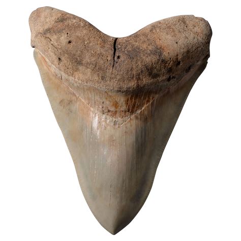 Giant Megalodon Tooth