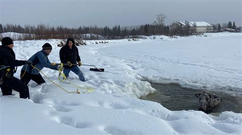 Moose Gets Trapped In Icy Alaska River Photos Show Kansas City Star