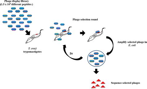 Frontiers The Screen Of A Phage Display Library Identifies A Peptide