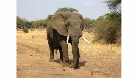 Elefante Mata Idosa De Anos Reaparece No Funeral E A Pisoteia