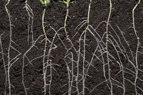 Rhizobium Leguminosarum Nodules On Plant Roots Stock Image C