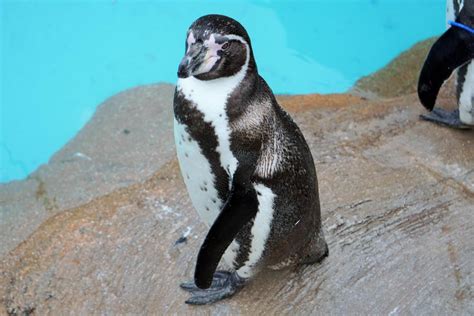 フンボルトペンギン｜動物園の仲間たち｜東山動植物園