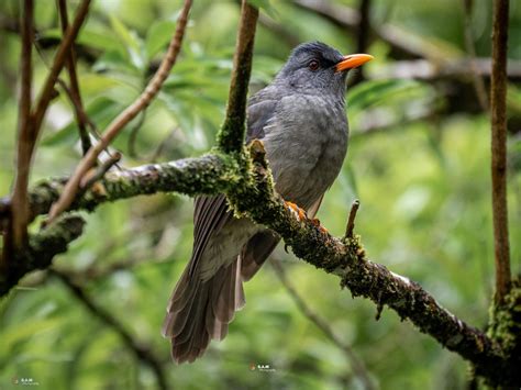 100 Free Photos Rare Endemic Bird Mauritius Bulbul On A Branch