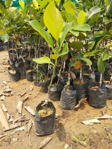 Full Sun Exposure 15ft Jackfruit Plant For Fruits At Rs 30piece In