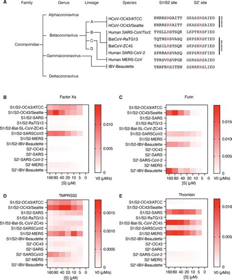 SARS CoV 2 Variants Of Concern Exhibit Divergent Interactions With Host