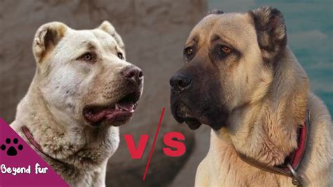 Kangal Vs Kuchi Afghan Shepherd Dog Lions Of Asia Youtube