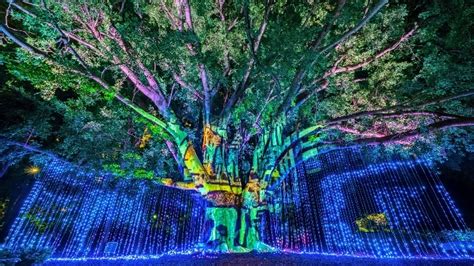 Lightscape Brisbane 2024: An Enchanting Journey Through the City | ellaslist