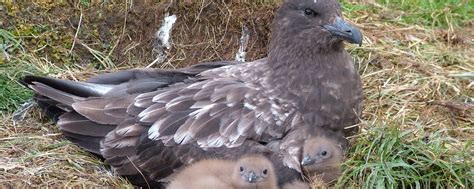 Subantarctic skua – Australian Antarctic Program