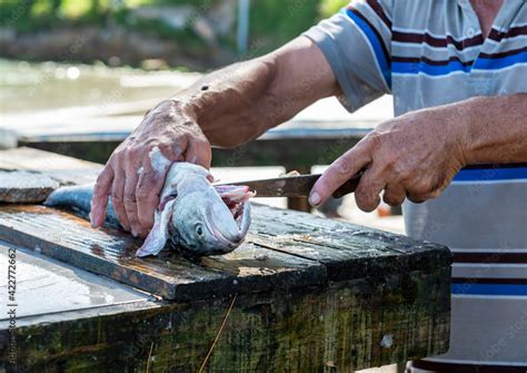 Pescador Limpando Peixe Fresco Na Beira Da Praia Stock Photo Adobe Stock