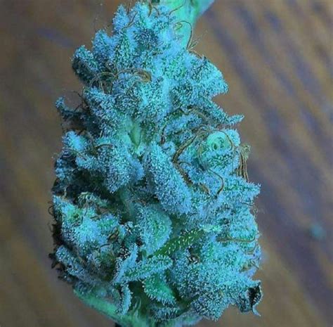 Blue Frost Weed Strain Information Leafly