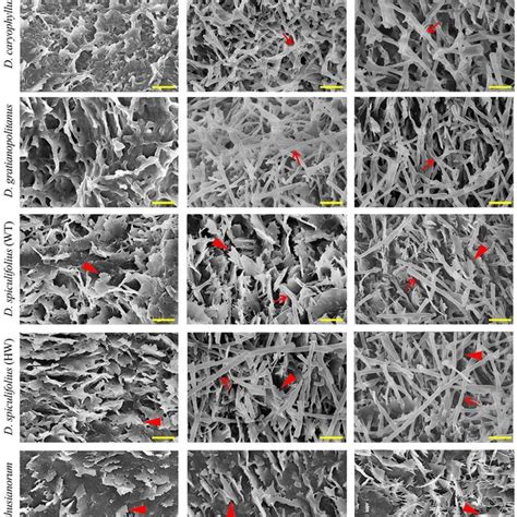 Scanning Electron Microscopy SEM Images Of Cuticular Wax Crystals On