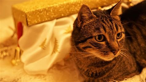 Regali Gatto Natale 2022 10 Idee Per Tutte Le Tasche FOTO