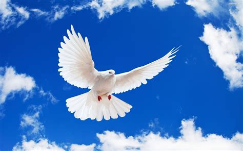 Ptaki 2560x1600 017 Bialy Golab - Tapety na Pulpit