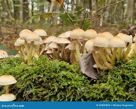 Small Yellow Mushrooms Grow In The Depths Of A Wooden Stump Sulphur