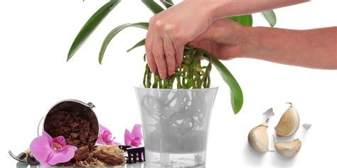 Comment Faire Refleurir Une Orchid E Avec De La Poudre D Ail