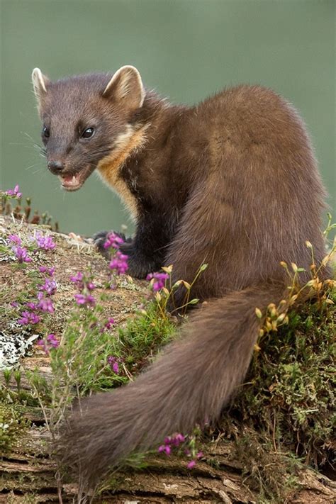Wallpaper Cute Marten Look Back 1920x1200 Picture Image
