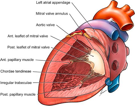 Nahabedian Drawing Internal View Of Left Ventricle English Labels Anatomytool