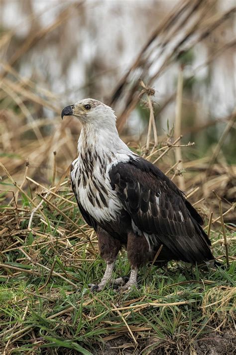 Juvenile African Fish Eagle, Vertical Photograph by Belinda Greb