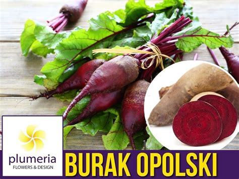 Burak Wik Owy Opolski Nasiona G Niska Cena Plumeria Pl