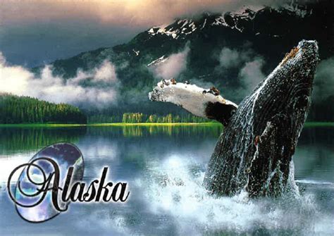 Ak Humpback Whale Postcard Fish Creek Company