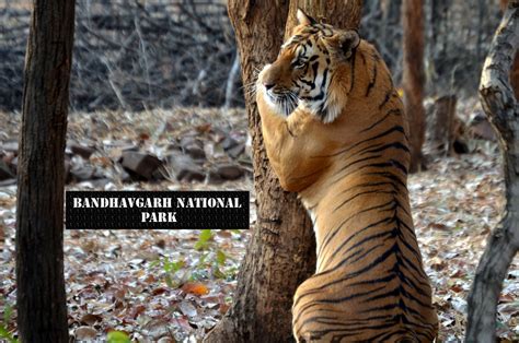 Bandhavgarh National Park Is One Of The Wild Life Sanctuaries In The