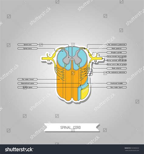 Vektor Stok Diagram Illustrating Structure Spinal Cord Made (Tanpa ... 