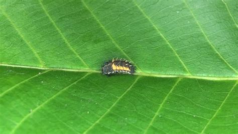 ladybug larva metamorphosis time lapse Stock Footage Video (100% ...