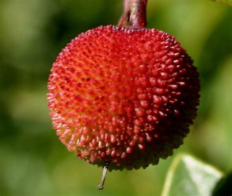 Arbutus unedo, the Strawberry Tree: identification, distribution, habitat