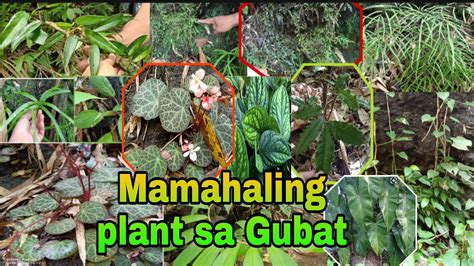 Mamahaling Plants Sa Gubat Begonia Philodendron Plants Tuklasin Ang