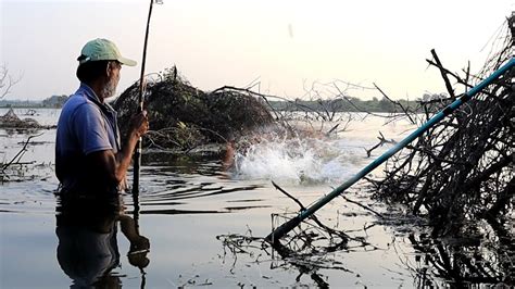 Amazing Fishing In River Fisherman Catching Big Rohu Fishes By Singal