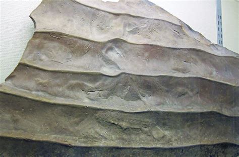 Symmetrical Ripple Marks Berea Sandstone Upper Devonian Or Lower