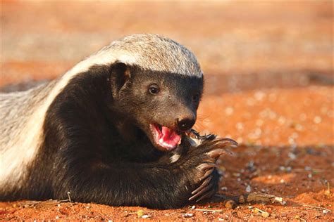 Honey Badger Pictures - AZ Animals