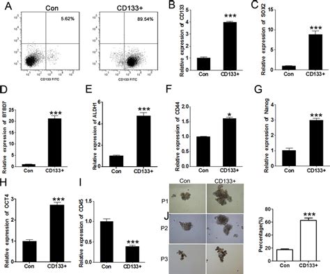 Isolation Of Cd133 Csc Like Cells A Flow Cytometry Analysis Of The