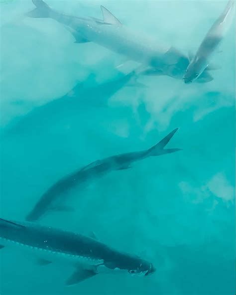 Caye Caulker Snorkeling Guide: Underwater Wonderland