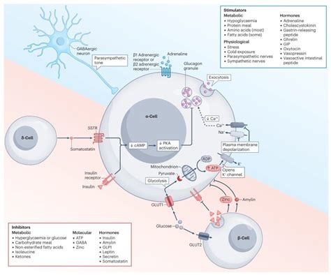 Nature Reviews Endocrinology On Twitter Now Online Sofie H Dersdal