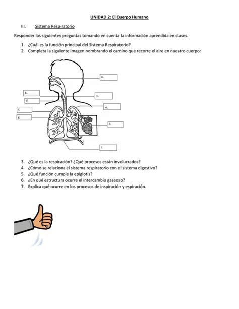 Guía Sistema Respiratorio profe social